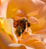 die Blüten boten den Bienen Nahrung für einen guten Honig