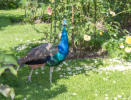 verabschiedest wurden wir von einem prächtigen Pfau